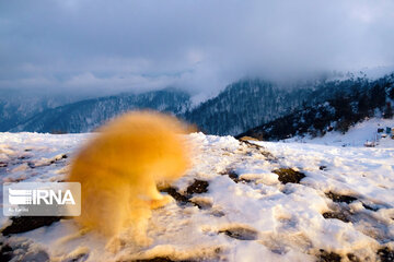 Iran's Hyrcanian forests in Winter