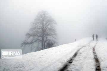 Iran's Hyrcanian forests in Winter