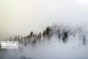 Iran's Hyrcanian forests in Winter