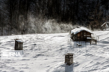 Iran's Hyrcanian forests in Winter