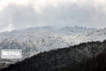 Iran's Hyrcanian forests in Winter