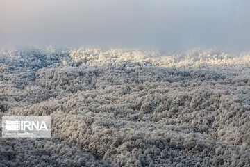 Iran's Hyrcanian forests in Winter