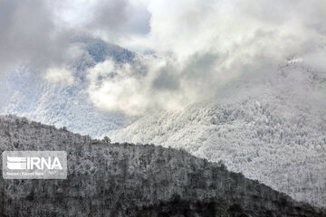 Iran's Hyrcanian forests in Winter