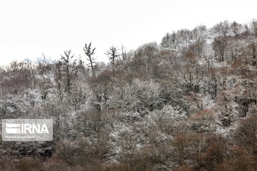 Iran's Hyrcanian forests in Winter