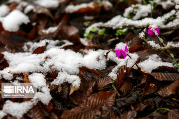 Iran's Hyrcanian forests in Winter