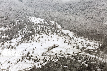 Iran's Hyrcanian forests in Winter