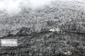 Iran's Hyrcanian forests in Winter