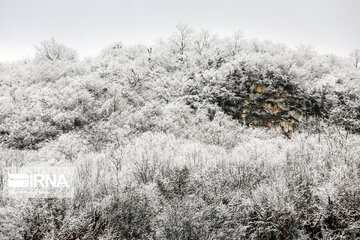 Iran's Hyrcanian forests in Winter