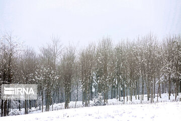 Iran's Hyrcanian forests in Winter