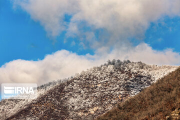 Iran's Hyrcanian forests in Winter