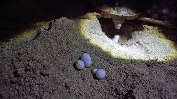 Les tortues à bec de faucon sauvées par les habitants du village ShibDeraz de l'île Qeshm