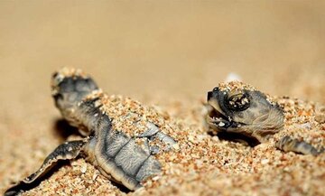 Les tortues à bec de faucon sauvées par les habitants du village ShibDeraz de l'île Qeshm