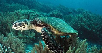 Les tortues à bec de faucon sauvées par les habitants du village ShibDeraz de l'île Qeshm