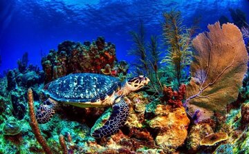 Les tortues à bec de faucon sauvées par les habitants du village ShibDeraz de l'île Qeshm