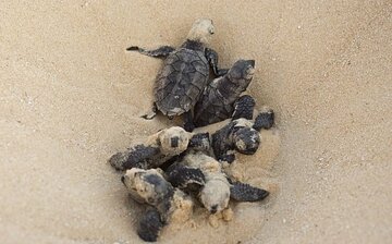 Les tortues à bec de faucon sauvées par les habitants du village ShibDeraz de l'île Qeshm