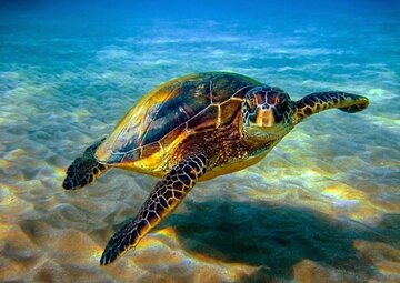 Les tortues à bec de faucon sauvées par les habitants du village ShibDeraz de l'île Qeshm