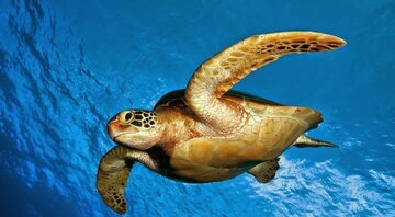 Les tortues à bec de faucon sauvées par les habitants du village ShibDeraz de l'île Qeshm