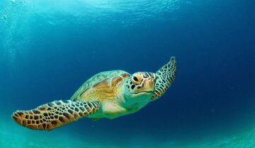 Les tortues à bec de faucon sauvées par les habitants du village ShibDeraz de l'île Qeshm