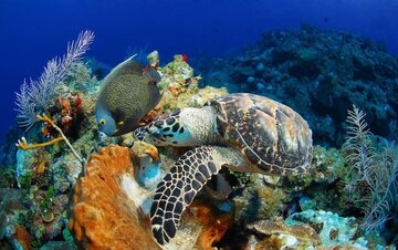 Les tortues à bec de faucon sauvées par les habitants du village ShibDeraz de l'île Qeshm