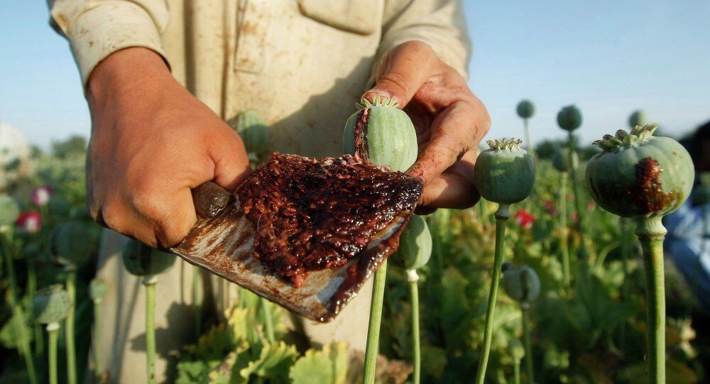 عکس کشت خشخاش در افغانستان