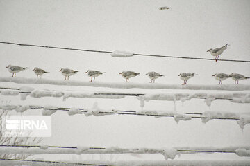 Snowy days in northern Iran