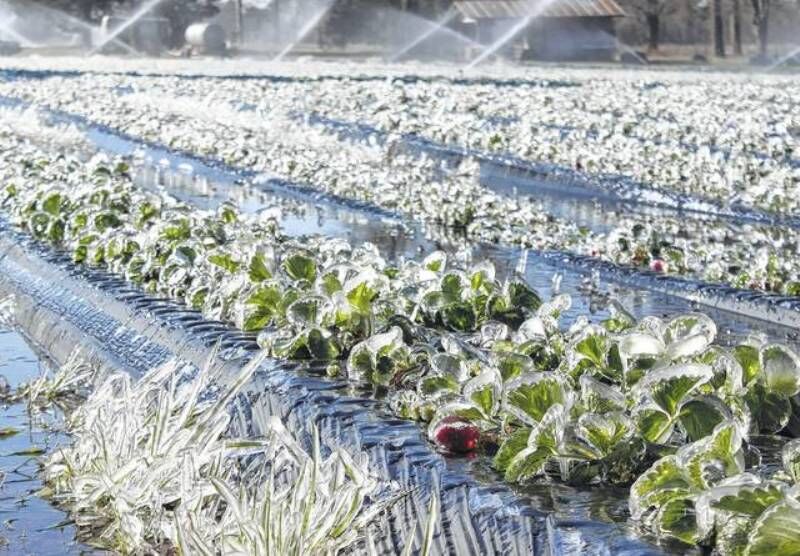 سرما و یخبندان به اراضی کشاورزی ایلام آسیب زد