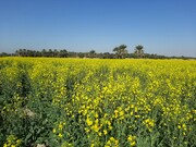 کشت گیاهان دارویی در ۱۲۰۰ هکتار از اراضی کشاورزی آذربایجان‌غربی