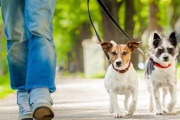 یافته‌های جدید؛ احتمال انتقال بیماری کرونا از انسان به حیوانات خانگی 