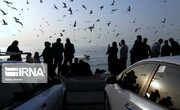 Seabirds on the shores of Iran's Bushehr