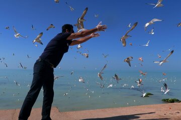 پرندگان دریایی در ساحل بوشهر