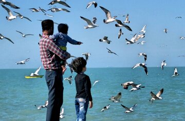 پرندگان دریایی در ساحل بوشهر