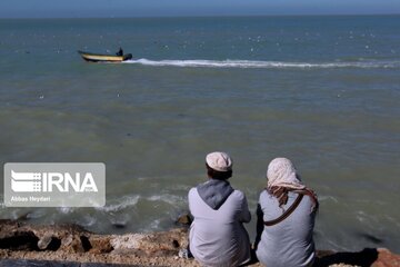 Seabirds on the shores of Iran's Bushehr