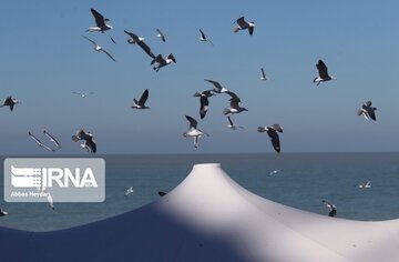 Seabirds on the shores of Iran's Bushehr