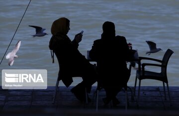 Seabirds on the shores of Iran's Bushehr