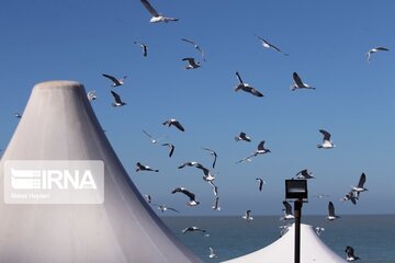 Seabirds on the shores of Iran's Bushehr