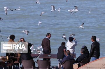 Seabirds on the shores of Iran's Bushehr