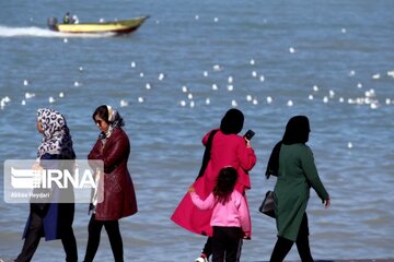 Seabirds on the shores of Iran's Bushehr