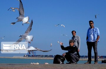 Seabirds on the shores of Iran's Bushehr