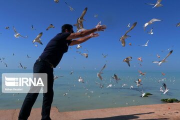 Seabirds on the shores of Iran's Bushehr