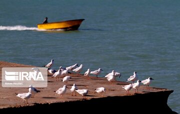 Seabirds on the shores of Iran's Bushehr