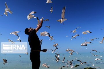 Seabirds on the shores of Iran's Bushehr