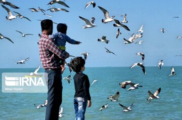 Seabirds on the shores of Iran's Bushehr