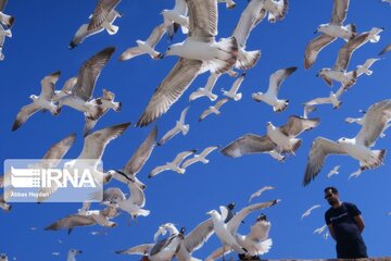 Seabirds on the shores of Iran's Bushehr