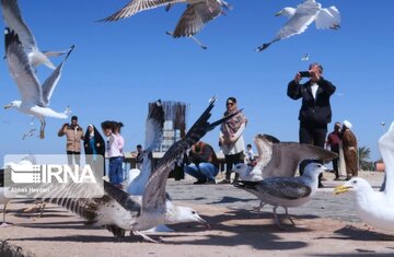 Seabirds on the shores of Iran's Bushehr