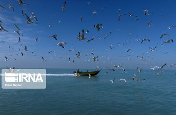 Seabirds on the shores of Iran's Bushehr