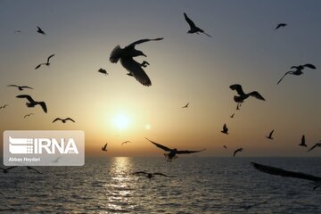 Seabirds on the shores of Iran's Bushehr