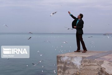 Seabirds on the shores of Iran's Bushehr