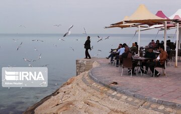 Seabirds on the shores of Iran's Bushehr