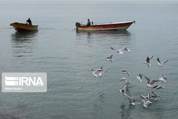 Seabirds on the shores of Iran's Bushehr