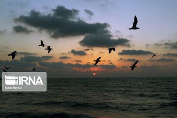 Seabirds on the shores of Iran's Bushehr